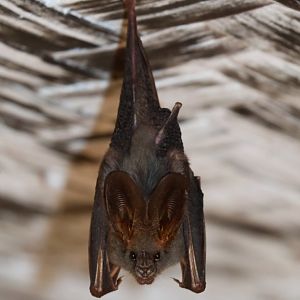 lesser false vampire bat (Megaderma spasma)