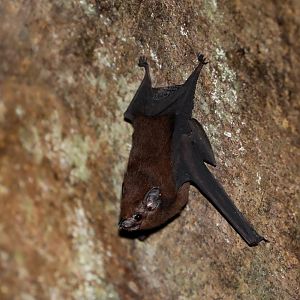 lesser sheath-tailed bat (Emballonura monticola)