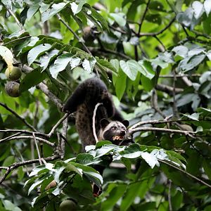 Javan Palm Civet (Paradoxurus musangus javanicus)