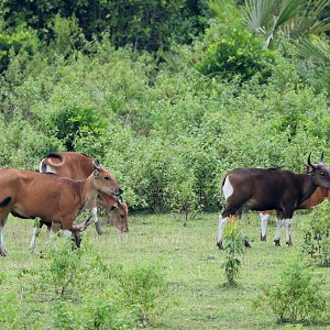 banteng (Bos javanicus)