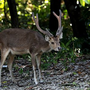 Javan rusa (Rusa timorensis)