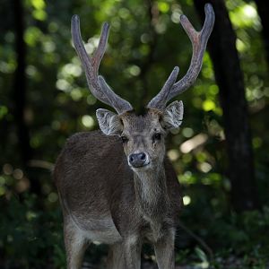 Javan rusa (Rusa timorensis)