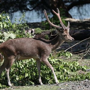 Javan rusa (Rusa timorensis)