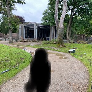 Grey kangaroo walkthrough 2023