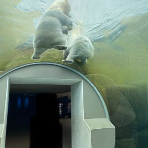 Arctic Ring - Polar bear underwater tunnel 2023