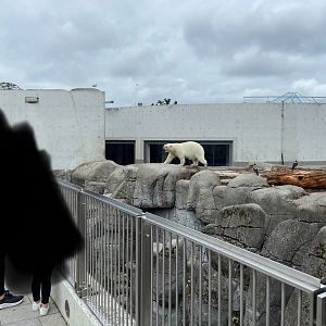 Arctic ring - Polar bear 2023