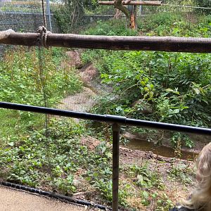 White handed gibbon 2023