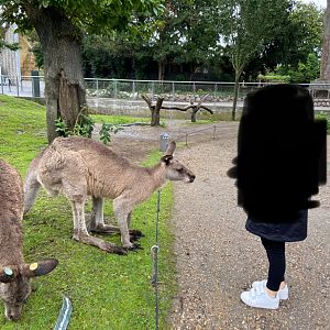 Grey kangaroo walkthrough 2023