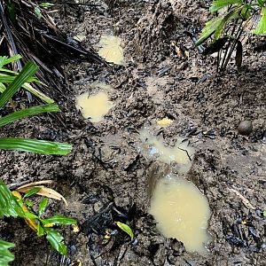 Javan Rhino (Rhinoceros sondaicus) footprints