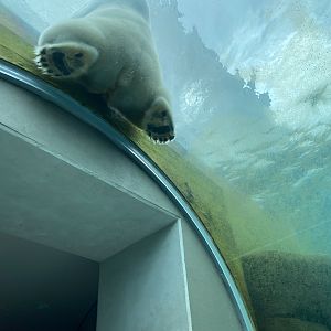 Arctic Ring - Polar bear underwater tunnel 2023