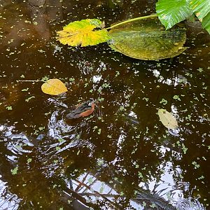 African pygmy goose 2023