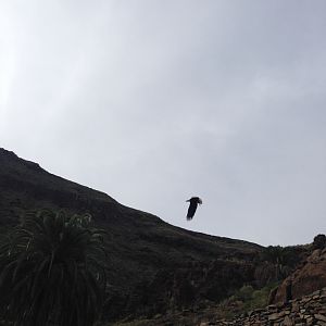 Bald eagle during show 2015