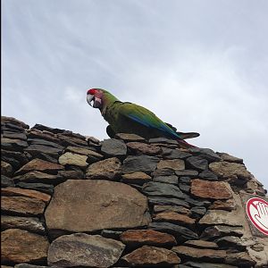 Military macaw during show 2015