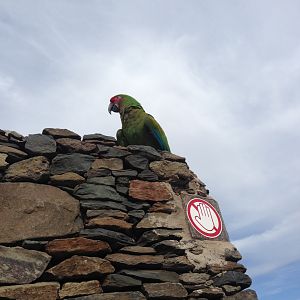 Military macaw during show 2015