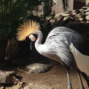 Crowned crane 2015