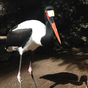 Saddle billed stork 2015