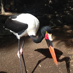 Saddle billed stork 2015