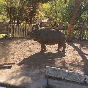 Greater one-horned rhino