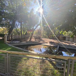 View of 1st greater one-horned rhino enclosure