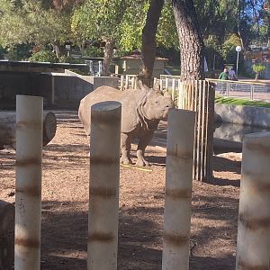Greater one-horned rhino image 2
