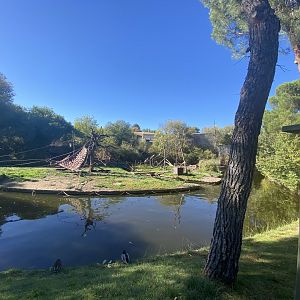 View of black-capped capuchin enclosure