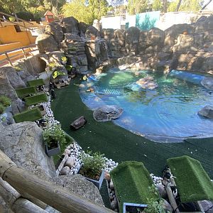 African penguin enclosure