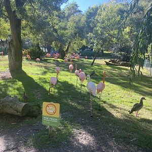 American flamingos