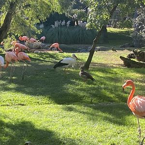 American flamingos and a wild stork