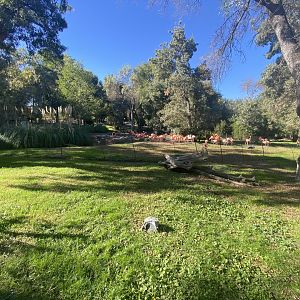 American flamingo enclosure