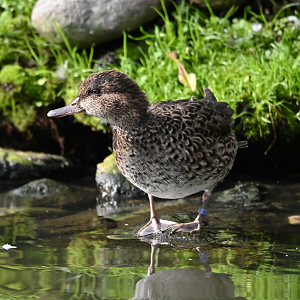 Eurasian teal