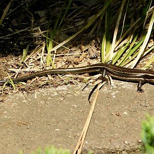 Wild Far Eastern Skink (Plestiodon finitimus) in Chinese Red Panda Enclosure April 27, 2025