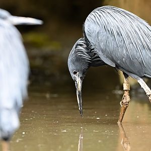 Black herons