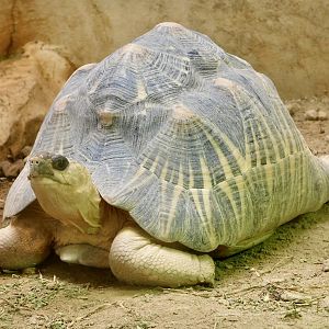 Radiated Tortoise (Astrochelys radiata) April 5, 2025