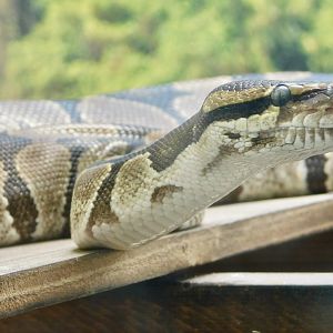 Ball Python (Python regius) April 5, 2025