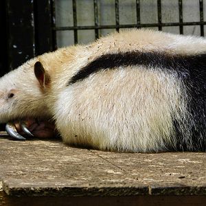 Southern Tamandua (Tamandua tetradactyla) July 19, 2025