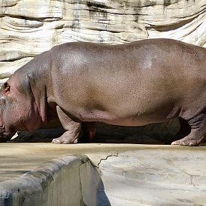 Hippopotamus (Hippopotamus amphibius) February 23, 2025