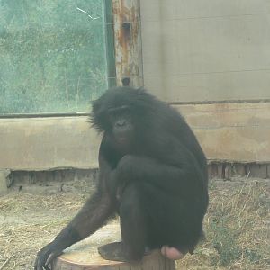 bonobo"Da hei" 2025/8/17