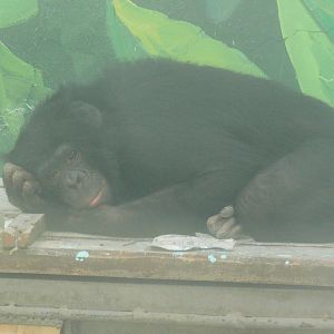 bonobo"Da hei" 2025/5/5