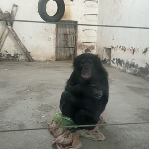 bonobo"Da hei" 2025/2/6-2