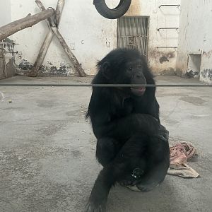 bonobo"Da hei" 2025/2/6-1