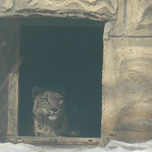 Snow Leopard"Jiang da ye/Jiang da zhuang" 2025/2/6