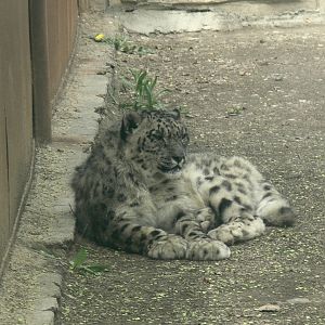 Snow Leopard"Jiang da ye/Jiang da zhuang" 2025/5/5