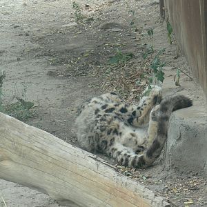 Snow Leopard"Jiang xiao ye" 2025/8/17-2