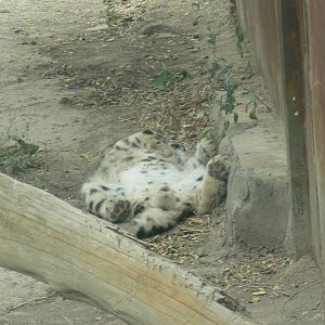 Snow Leopard"Jiang xiao ye" 2025/8/17-1