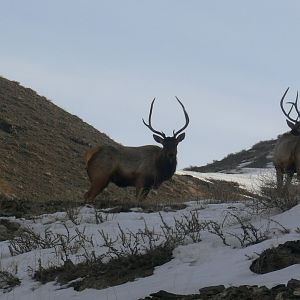 Wapiti 2025/2/6-1