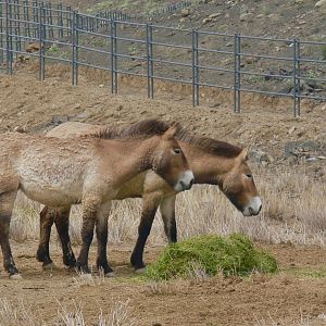 Przewalski's horse 2025/5/5-2