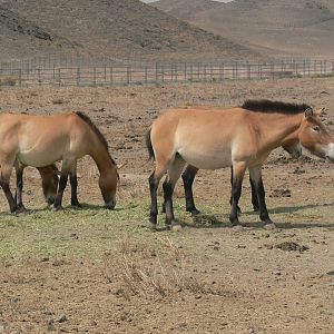 Przewalski's horse 2025/5/5-1