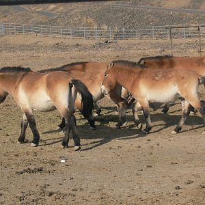 Przewalski's horse 2025/10/26