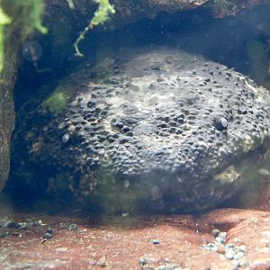 Japanese Giant Salamander (Andrias japonicus) March 30, 2025
