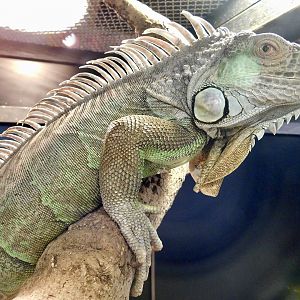 Green Iguana (Iguana iguana) March 30, 2025